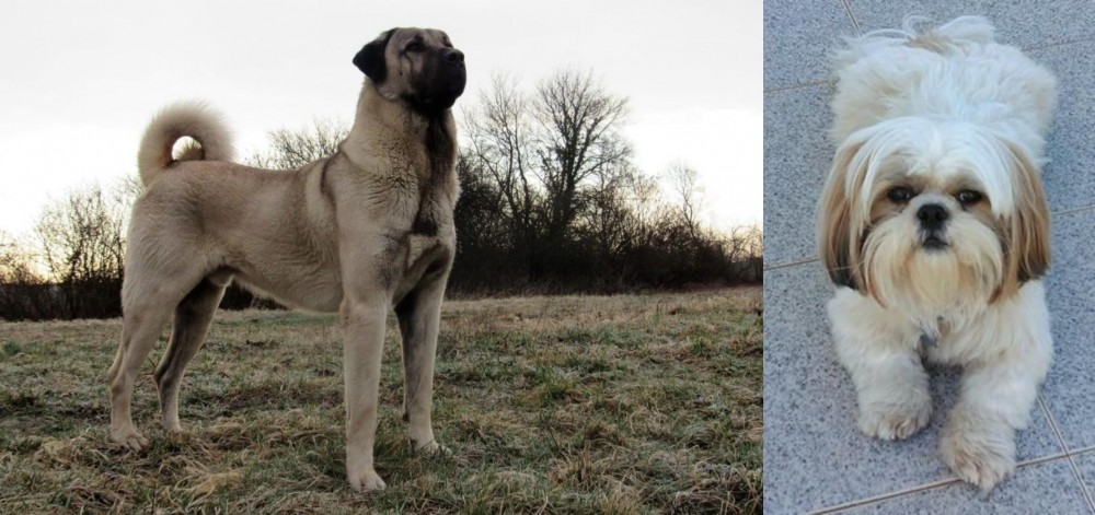 Shih Tzu vs Kangal Dog - Breed Comparison