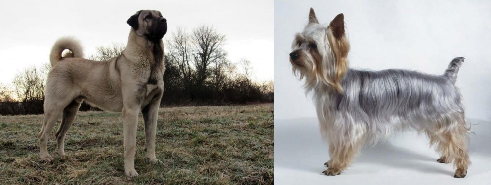 Silky Terrier vs Kangal Dog - Breed Comparison