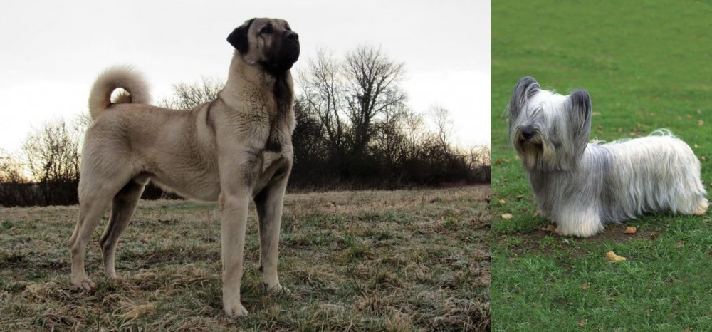 Skye Terrier vs Kangal Dog - Breed Comparison