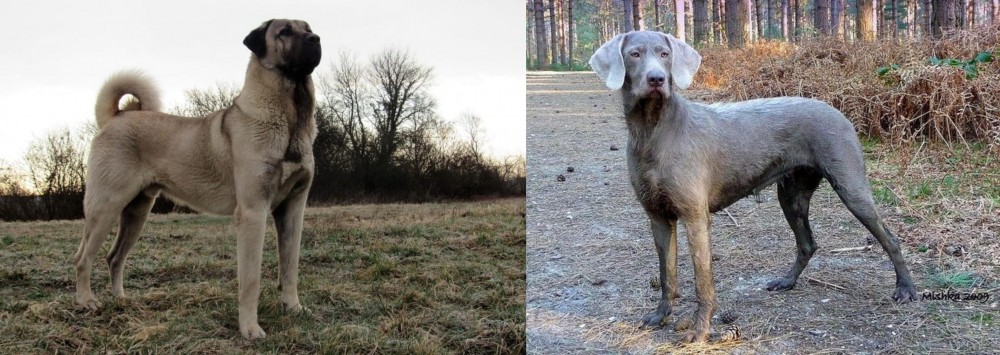Slovensky Hrubosrsty Stavac vs Kangal Dog - Breed Comparison