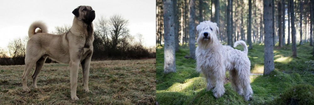 Soft-Coated Wheaten Terrier vs Kangal Dog - Breed Comparison
