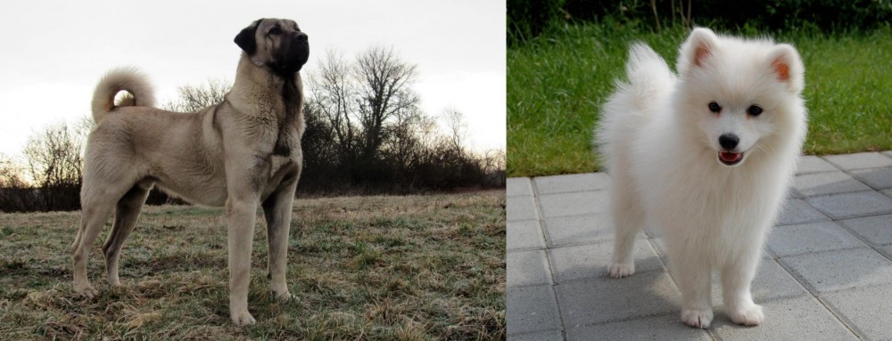 Spitz vs Kangal Dog - Breed Comparison