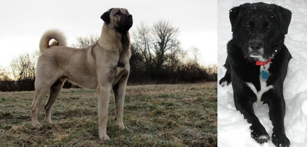 St. John's Water Dog vs Kangal Dog - Breed Comparison