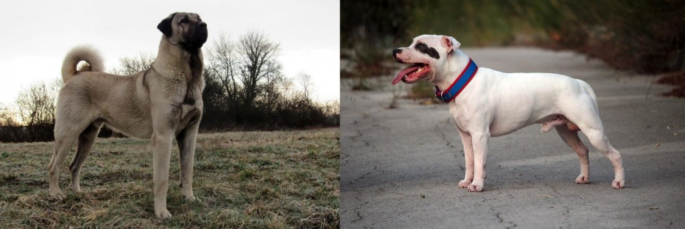 Staffordshire Bull Terrier vs Kangal Dog - Breed Comparison