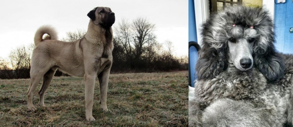 Standard Poodle vs Kangal Dog - Breed Comparison