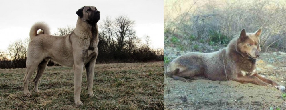 Tahltan Bear Dog vs Kangal Dog - Breed Comparison