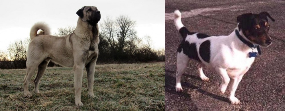 Teddy Roosevelt Terrier vs Kangal Dog - Breed Comparison