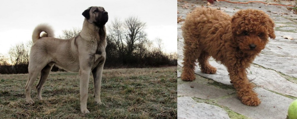 Toy Poodle vs Kangal Dog - Breed Comparison