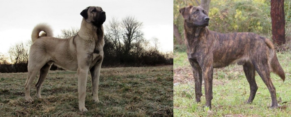 Treeing Tennessee Brindle vs Kangal Dog - Breed Comparison