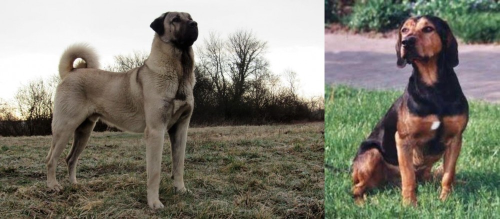 Tyrolean Hound vs Kangal Dog - Breed Comparison