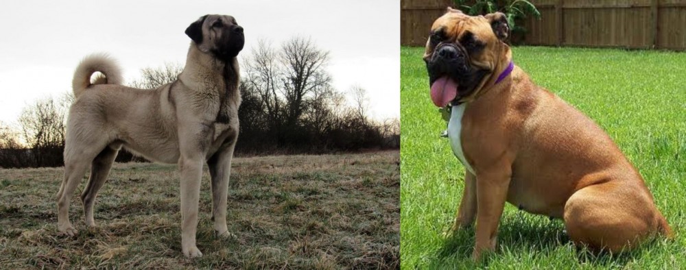 Valley Bulldog vs Kangal Dog - Breed Comparison
