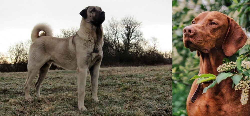 Vizsla vs Kangal Dog - Breed Comparison