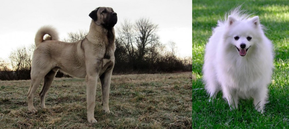 Volpino Italiano vs Kangal Dog - Breed Comparison