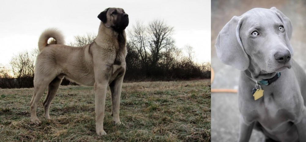 Weimaraner vs Kangal Dog - Breed Comparison