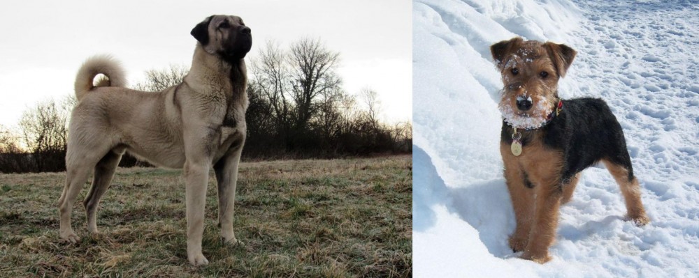 Welsh Terrier vs Kangal Dog - Breed Comparison