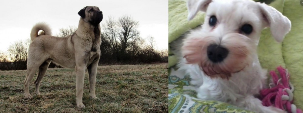 White Schnauzer vs Kangal Dog - Breed Comparison