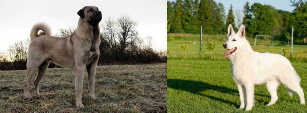 White Shepherd vs Kangal Dog - Breed Comparison
