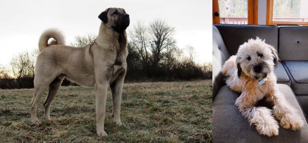 Whoodles vs Kangal Dog - Breed Comparison
