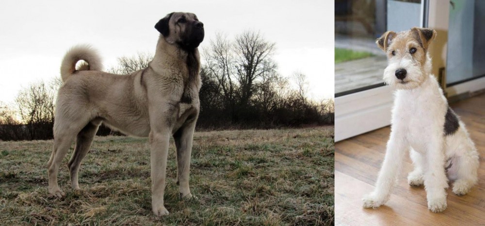 Wire Fox Terrier vs Kangal Dog - Breed Comparison