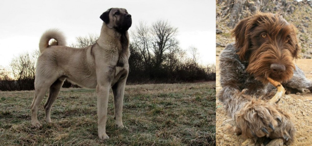 Wirehaired Pointing Griffon vs Kangal Dog - Breed Comparison