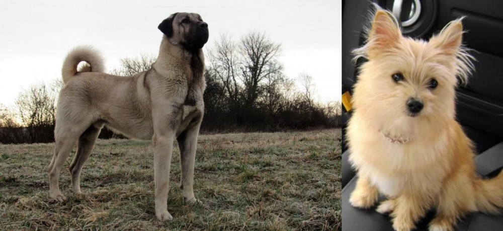 Yoranian vs Kangal Dog - Breed Comparison