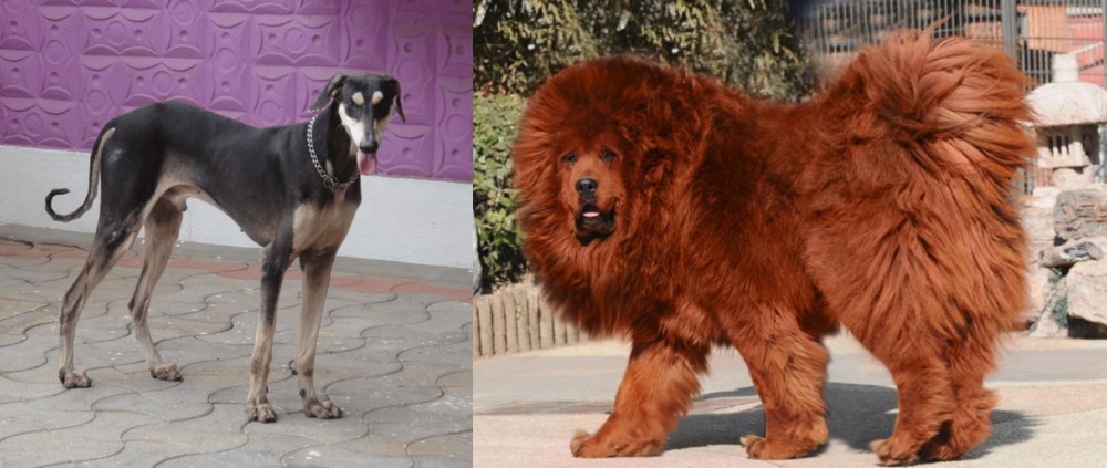 Himalayan Mastiff vs Kanni - Breed Comparison