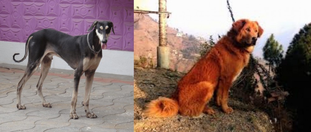 Himalayan Sheepdog vs Kanni - Breed Comparison