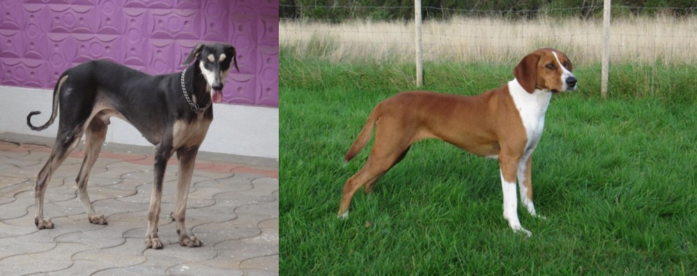 Hygenhund vs Kanni - Breed Comparison