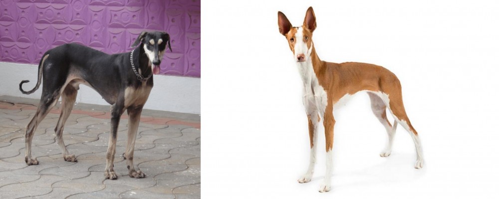 Ibizan Hound vs Kanni - Breed Comparison