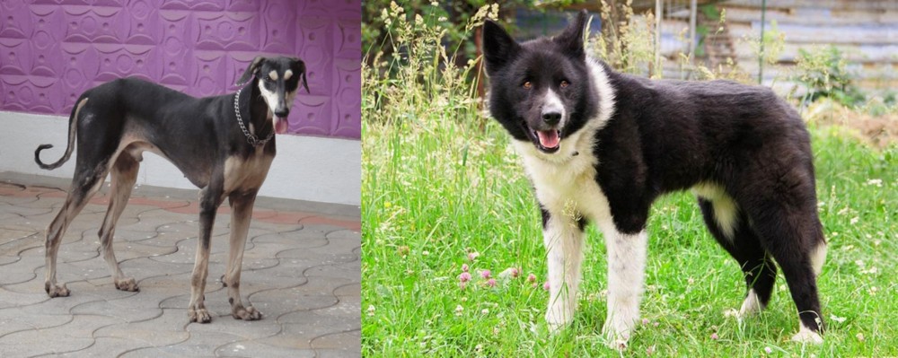 Karelian Bear Dog vs Kanni - Breed Comparison