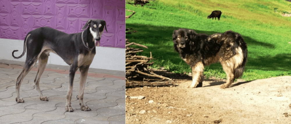Kars Dog vs Kanni - Breed Comparison