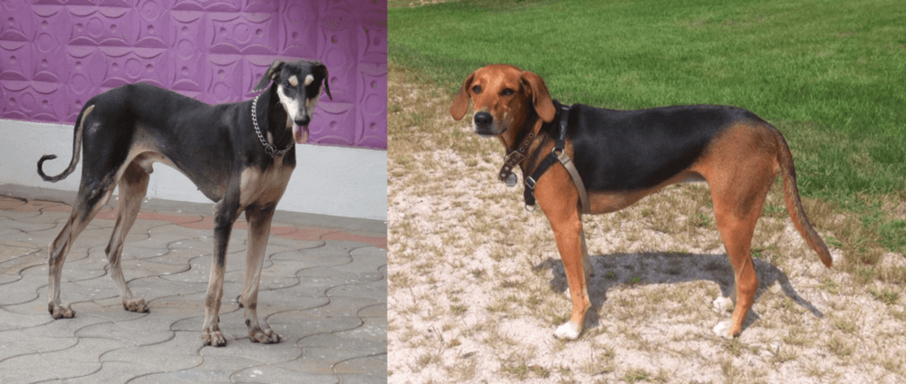 Kerry Beagle vs Kanni - Breed Comparison