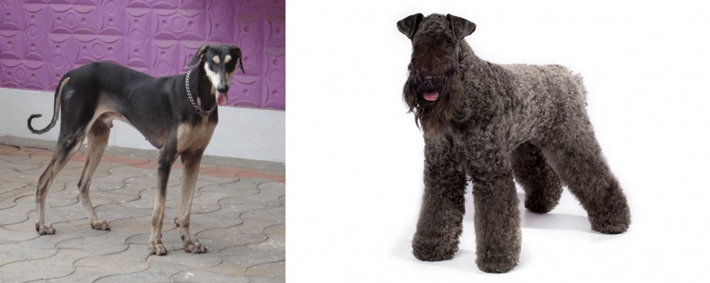 Kerry Blue Terrier vs Kanni - Breed Comparison