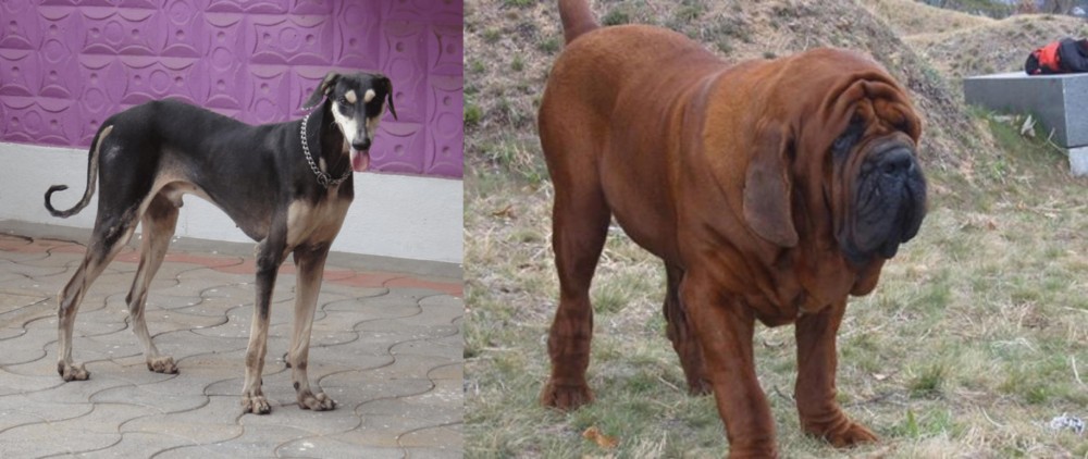 Korean Mastiff vs Kanni - Breed Comparison