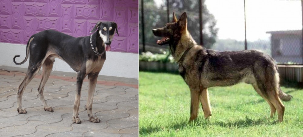Kunming Dog vs Kanni - Breed Comparison