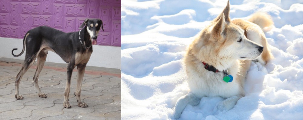 Labrador Husky vs Kanni - Breed Comparison
