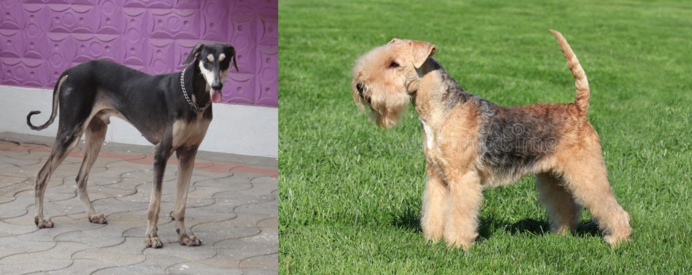 Lakeland Terrier vs Kanni - Breed Comparison