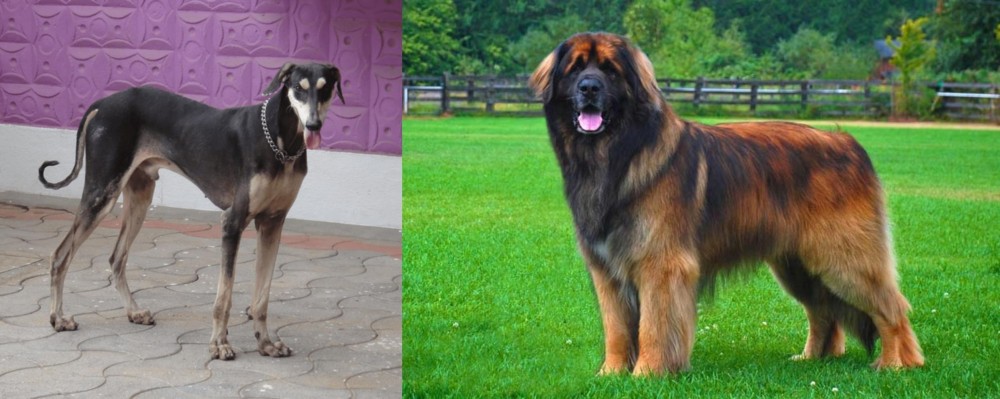 Leonberger vs Kanni - Breed Comparison