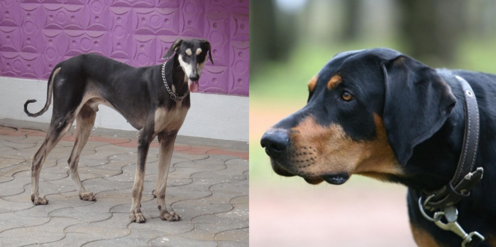 Lithuanian Hound vs Kanni - Breed Comparison