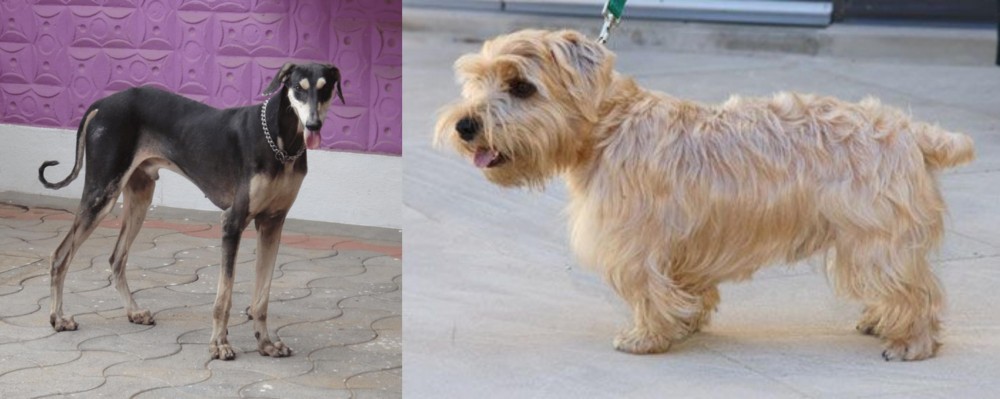 Lucas Terrier vs Kanni - Breed Comparison