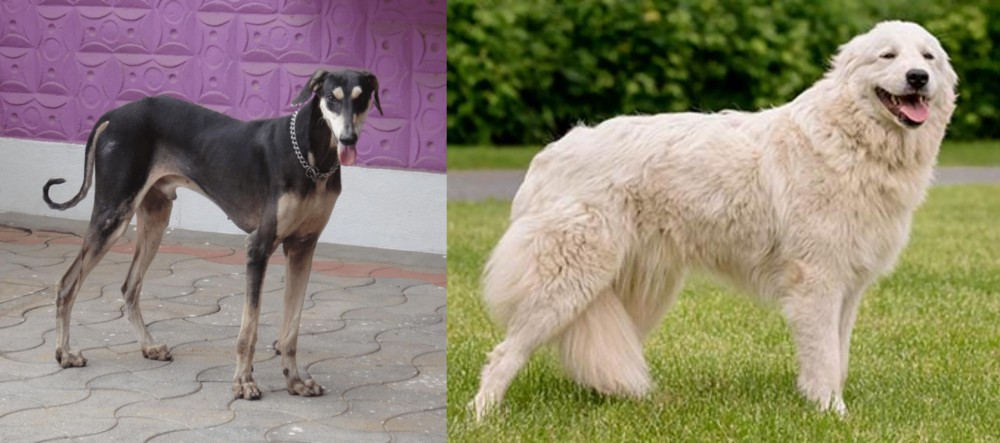 Maremma Sheepdog vs Kanni - Breed Comparison