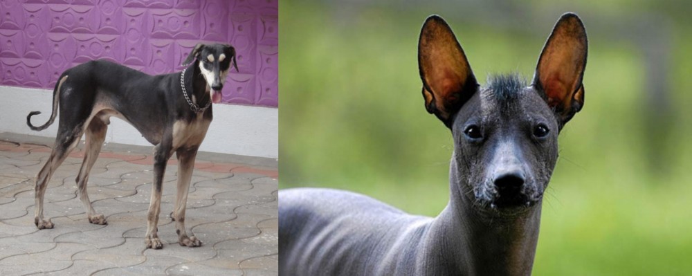 Mexican Hairless vs Kanni - Breed Comparison