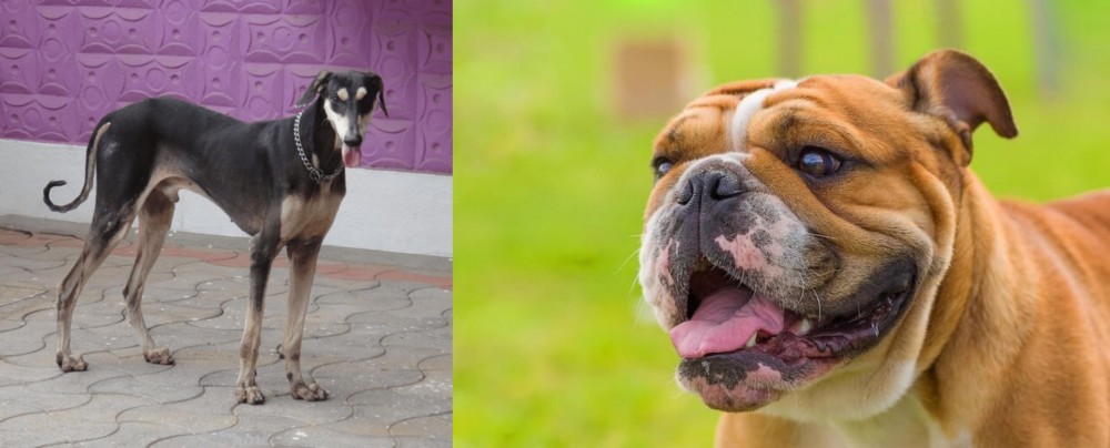 Miniature English Bulldog vs Kanni - Breed Comparison