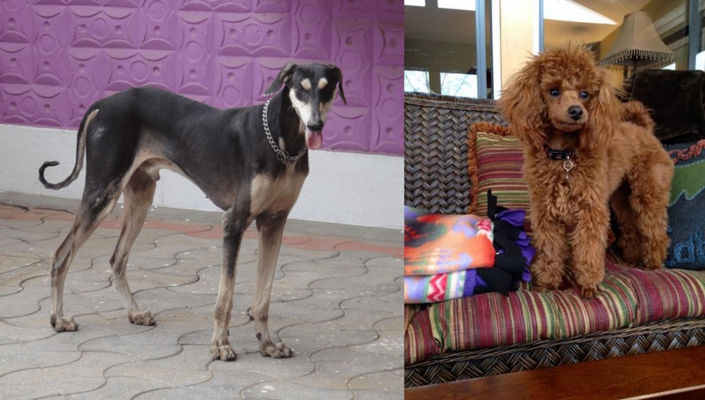 Miniature Poodle vs Kanni - Breed Comparison
