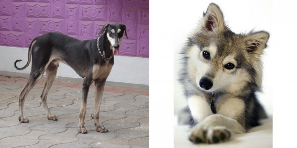 Miniature Siberian Husky vs Kanni - Breed Comparison