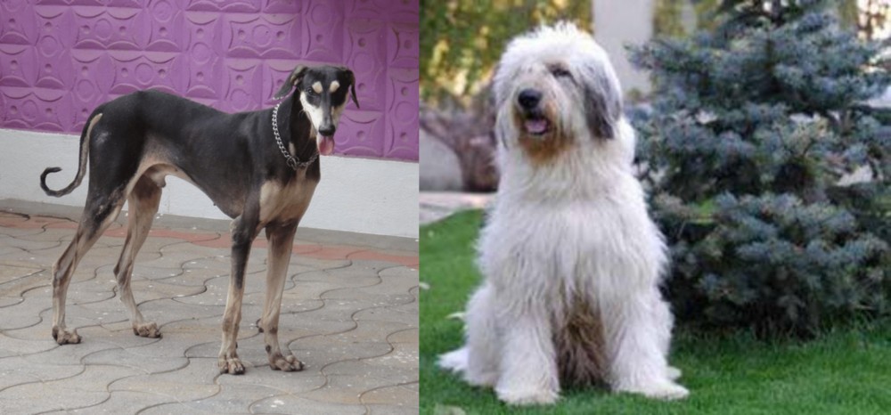 Mioritic Sheepdog vs Kanni - Breed Comparison