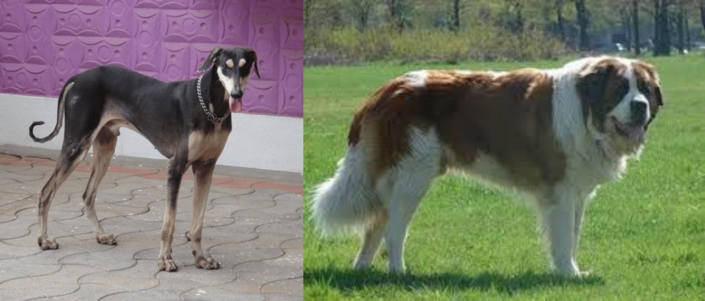 Moscow Watchdog vs Kanni - Breed Comparison