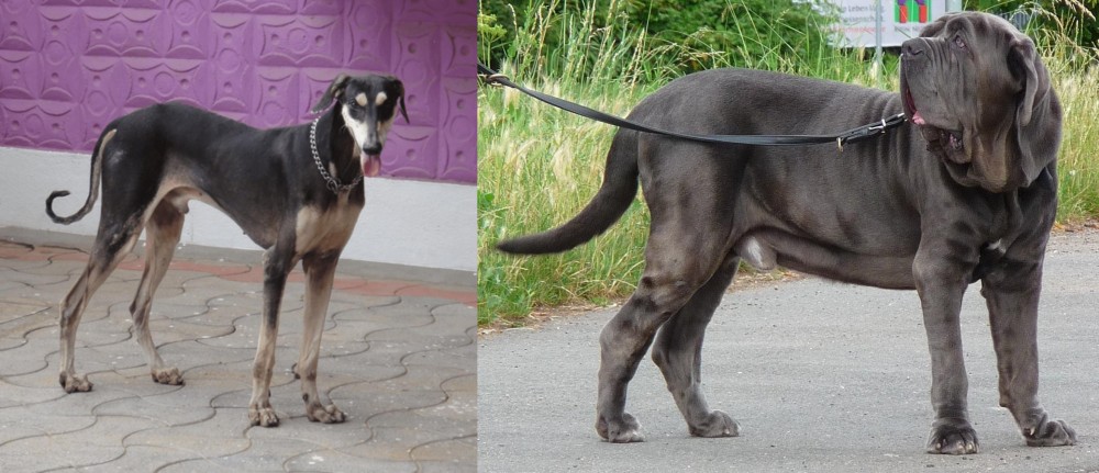 Neapolitan Mastiff vs Kanni - Breed Comparison