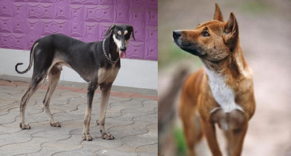 New Guinea Singing Dog vs Kanni - Breed Comparison