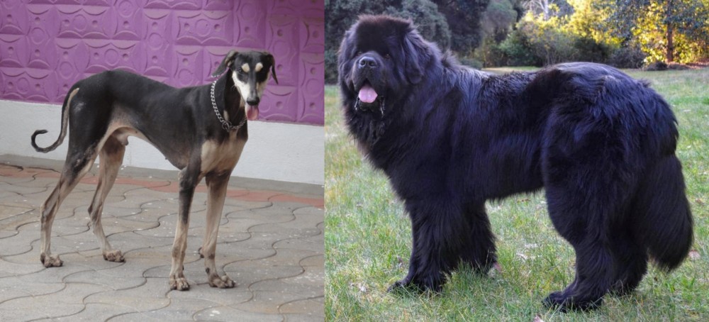 Newfoundland Dog vs Kanni - Breed Comparison